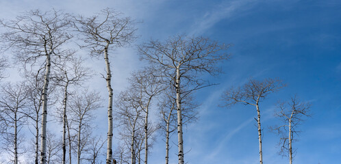 Looking up at a group of aspen trees that have no leaves. The blue sky has wispy clouds.
