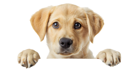 Puppy dog holding  blank banner isolated on transparent background