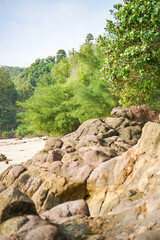 a beach with a clear sky and green plant