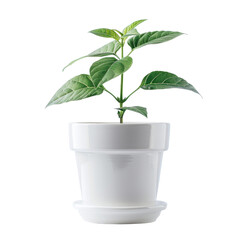 Green Plant in a White Flowerpot, Emphasizing Minimalist Design and Home Decor.
