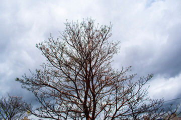 Tree with dry branches on a background with cloudy sky. Horizontal. Advertising space.