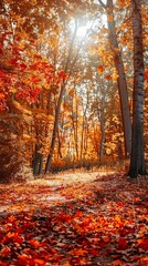 A forest with trees in autumn with leaves on the ground. The leaves are orange and the sun is shining through the trees