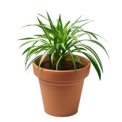 Vibrant Green Houseplant in Terracotta Pot, Symbolizing Growth and Interior Decoration Elegance.