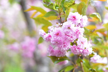 佐渡島のさくら(たぶん)