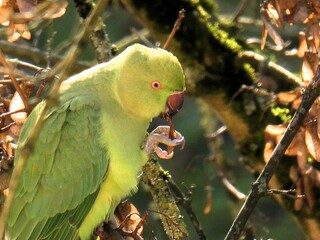 Grüne Papagien / Green parrots
