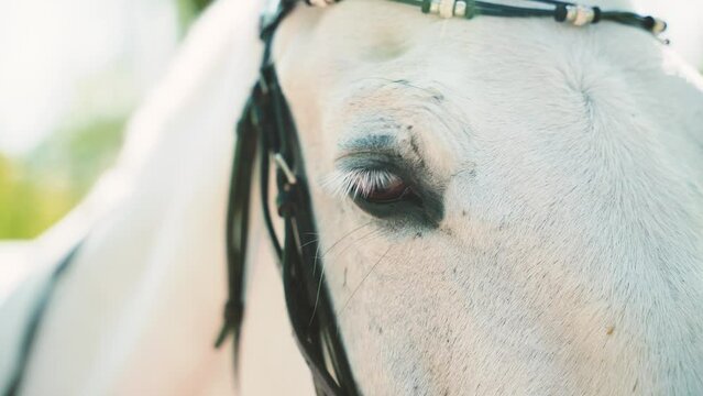 white beautiful horse close-up shot big kind brown eye, long light white eyelashes, portrait muzzle young beauty healthy mare spring fresh green grass tree field summer nature day Ranch farm animal 4k