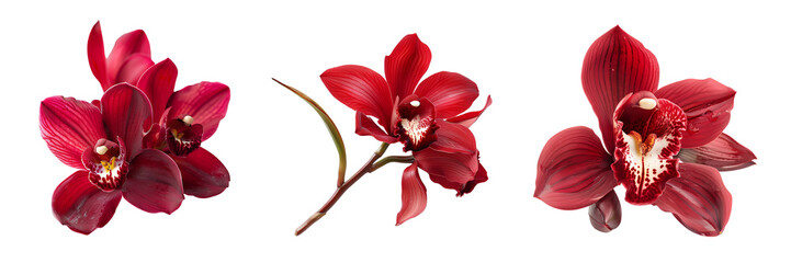 set of red orchid flower isolated on white or transparent background