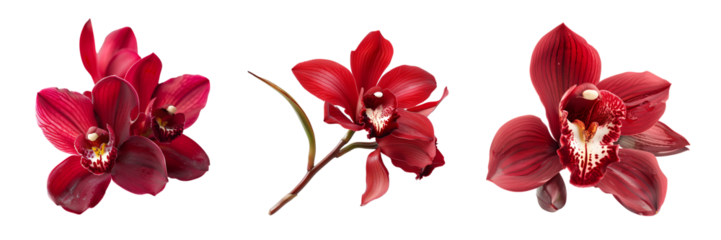 set of red orchid flower isolated on white or transparent background