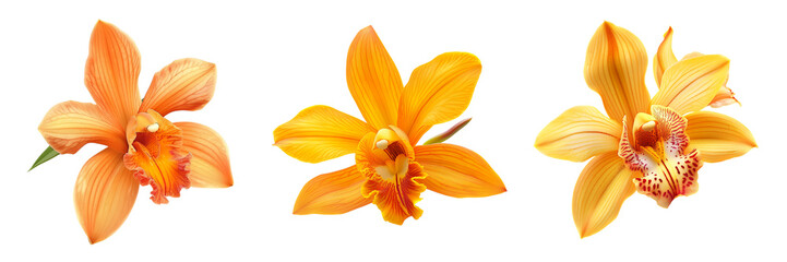 set of yellow orchid flower isolated on white or transparent background