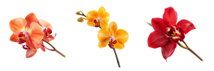 Fototapeta na wymiar set of orchid flower isolated on white or transparent background