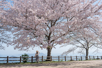 桜満開の紫雲出山と女性の後ろ姿