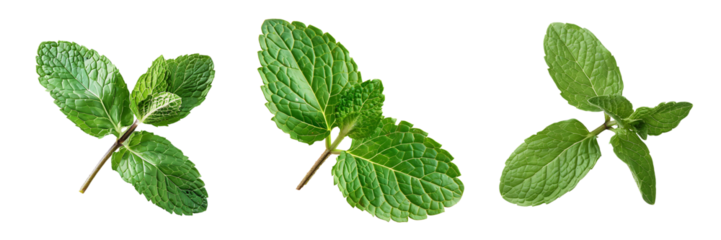 set of mint leaves isolated on white or transparent background