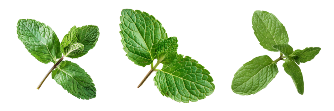 set of mint leaves isolated on white or transparent background
