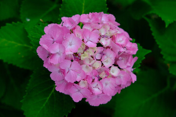 紫陽花の花