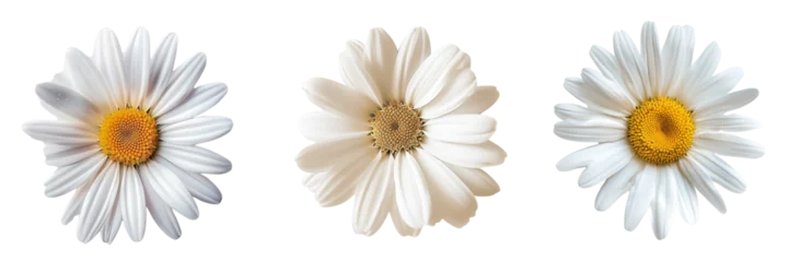Selbstklebende Fototapeten set of white daisy flower isolated on  white or transparent background © SA Studio