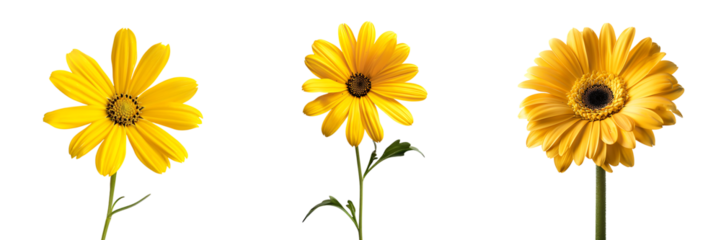 set of yellow daisy flower isolated on  white or transparent background