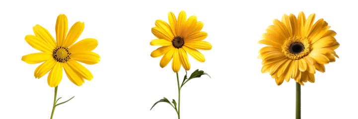 Foto op Canvas set of yellow daisy flower isolated on  white or transparent background © SA Studio