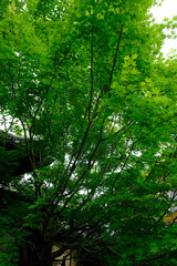 東福寺塔頭勝林寺の境内の新緑