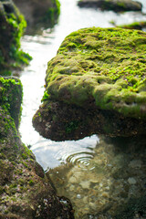 a coral rock with a moss on the seashore