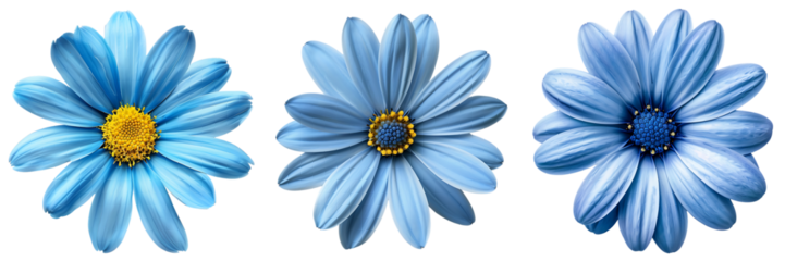set of blue daisy flower isolated on  white or transparent background