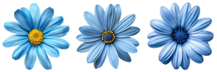 Tuinposter set of blue daisy flower isolated on  white or transparent background © SA Studio