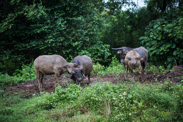a group of a buffalo on the park