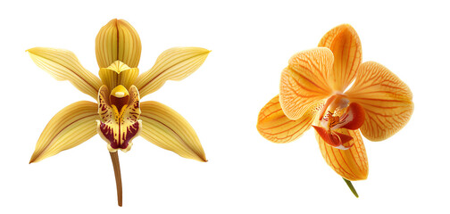 set of yellow orchid flower isolated on white or transparent background