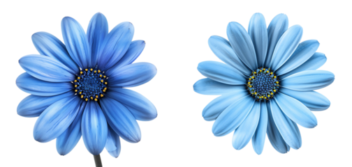 set of blue daisy flower isolated on  white or transparent background