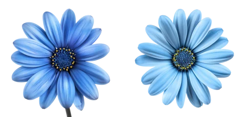 Küchenrückwand glas motiv set of blue daisy flower isolated on  white or transparent background © SA Studio