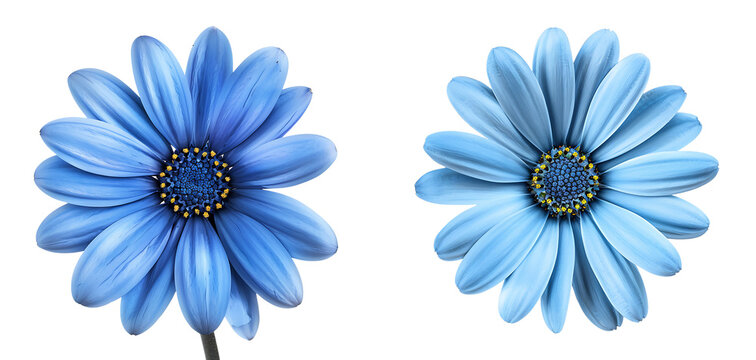 set of blue daisy flower isolated on  white or transparent background