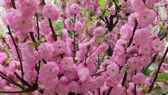 Pink flowers of the decorative three-lobed almond Prunus triloba.