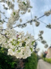 twig with blooming apple blossoms, white flowers, blooming spring trees