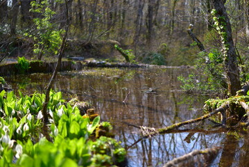 佐渡島の乙和池