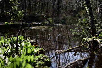佐渡島の乙和池
