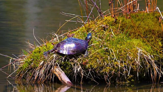 Who knew that Painted Turtles suffered from restless leg syndrome too.. A good Spring day to watch turtles at Aqua-Terra Wilderness Area in Broome County Binghamton NY.  Painted Turtle on Island.