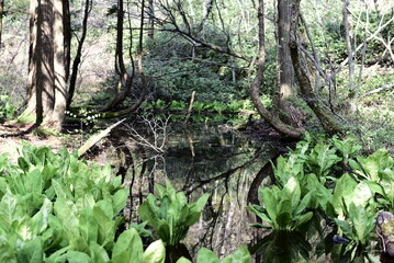 佐渡島の乙和池