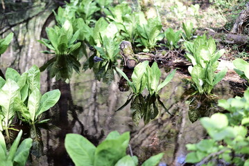 Fototapeta premium 佐渡島の乙和池