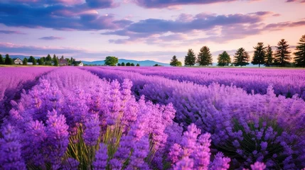 Gartenposter lavender crop flower farm © vectorwin
