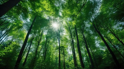 Fototapeta na wymiar greenery forest carbon