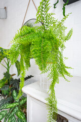 Fluffy fern in a white loft-style interior. Nephrolepis Marisa is a varietal ornamental fern