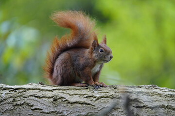
Red squirrel or Eurasian red squirrel asks for food  (Sciurus vulgaris) Sciuridae family. Hanover...