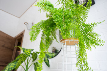 Fluffy fern in a white loft-style interior. Nephrolepis Marisa is a varietal ornamental fern