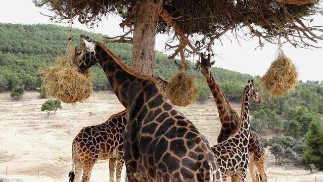 Giraffes in the zoo safari park Aitana. Giraffes chewing. Alicante, Spain.