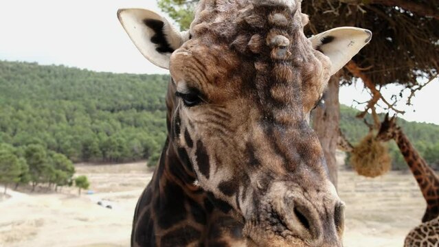 Giraffe in the zoo safari park Aitana, Alicante region in Spain.