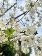 twig with blooming apple blossoms, white flowers, blooming spring trees