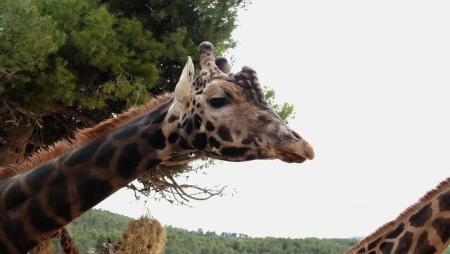 Giraffe in the zoo safari park Aitana, Alicante region in Spain.