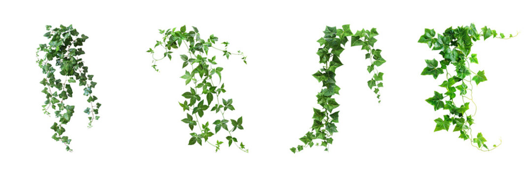 Set of Green creeper on transparent background, png