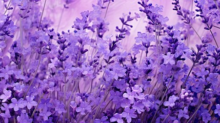 Obraz premium softness purple texture background