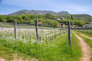 Fototapeta na wymiar Vineyard on the mountainside and houses in the distance