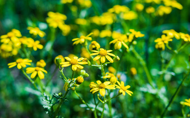 Field of yellow flowers blooming beautifully in the landscape